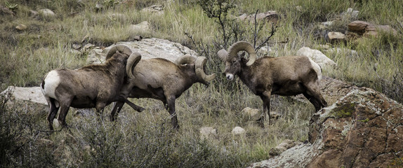 Fototapeta premium Big Horn Sheep