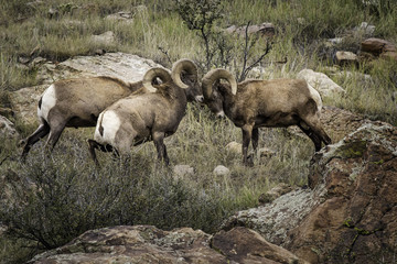 Big Horn Sheep