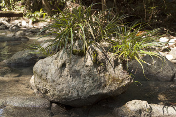 Fern plants in river rock in Guatemala, Central America.