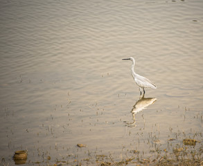 Egret standing in lake in Rajasthan India