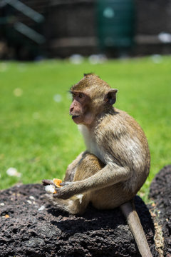 Monkey living in an animal protected area eating human snack given by the tourist