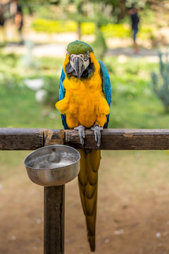 Colourful blue parrot. Wild parrot bird, blue macaw bird, ara ambigua, rare wild parrot bird in controlled environment habitat
