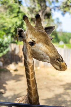 Close up funny giraffe face with its long neck