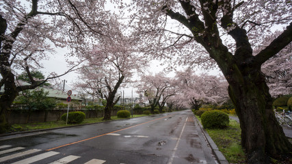 cherry tree covered road after the rain