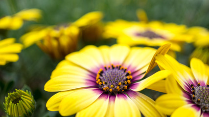 The Blue Eyed Beauty Osteospermum