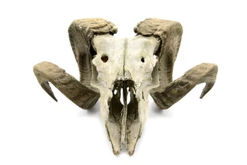 Photo sur Plexiglas Moutons sheep skull on white isolated background