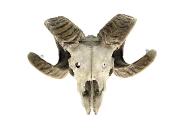 Papier Peint photo autocollant Moutons sheep skull on white isolated background