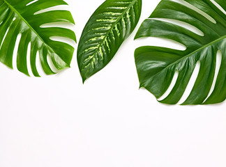 Creative Tropical Fresh Palm Leaves Set. Green Summer Design. Art Bright Summer Layout. Nature Beach leaves background. Minimal. Detail