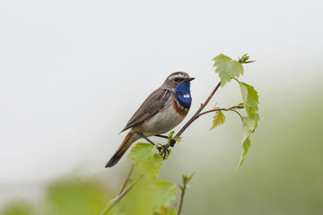 Obraz premium Bluethroat male on bush. Beautiful colorful little songbird. Bird in wildlife.