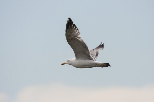 European herring gull flying in sky. Nice common white waterbird. Bird in wildlife.