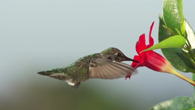 Hummingbird feeding in slow motion. Shot with a high speed camera.