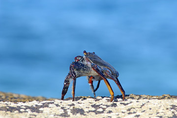 TIERE_3539_rote_Klippenkrabbe