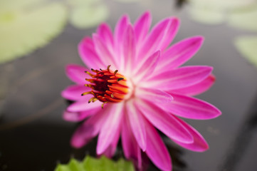 A beautiful pink flower emerging in full bloom.