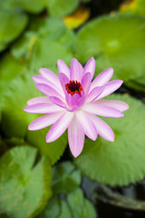 Obraz premium A beautiful pink flower emerging from the pond.