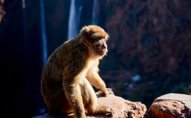 Monkey in Waterfalls in Ozzoud