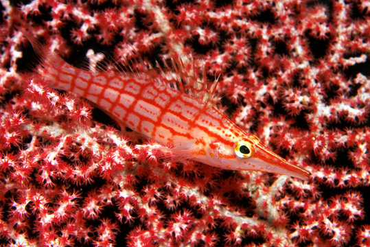Long-nosed hawkfish on a coral fan