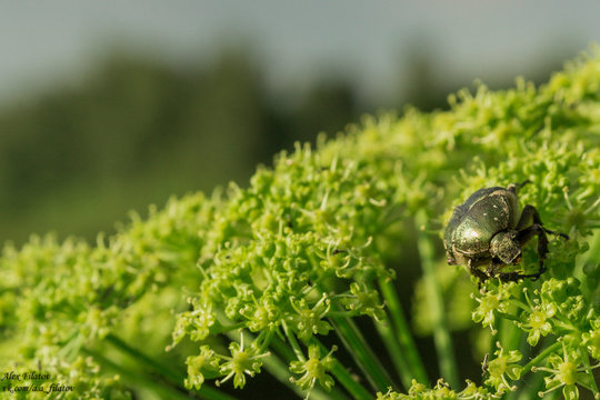 beetle on the plant