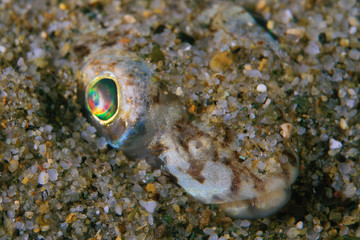 Weever fish buried in the sand