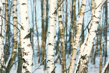 Fototapeta premium Frozen shore of the lake with reeds and trees covered with a fresh layer of fluffy, white snow during a snowfall