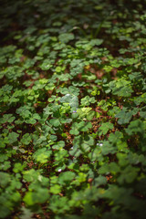 hare cabbage grass in the forest