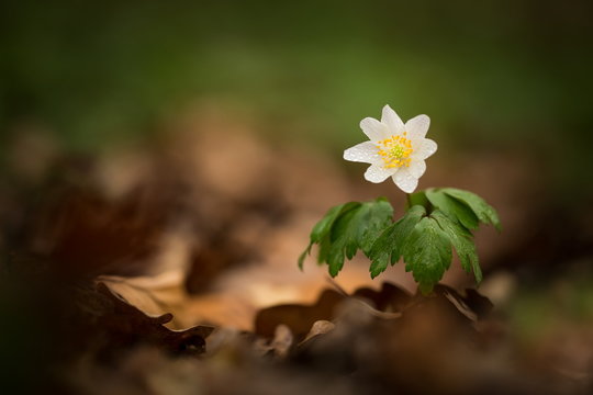 Anemone nemorosa. Grows in Europe, East Asia. In North America. California and Alaska. Photographed in Czech. Spring plant. Beautiful picture. Free nature. Wild nature of Czech.