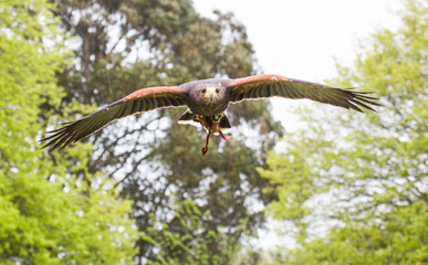 Harris hawk in flight