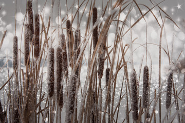 Reeds covered with snow on the shore of a frozen lake with flares of light on the snow