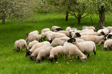 Schafe auf der Weide