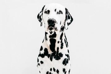 Dalmatian
