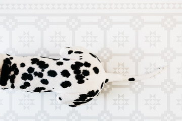 Dalmatian