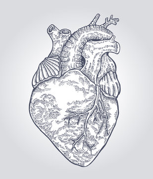 Hand drawn human heart. Vector illustration engraved