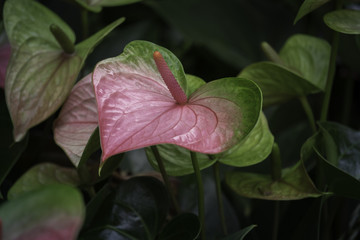 Spring scenes of pink anthurium, laceleaf and tailflower,  blooming flowers in the garden with abstract green soft nature background and wallpaper
