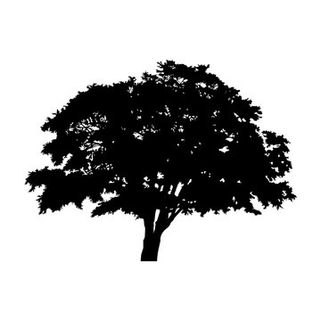 silhouette detached tree with leaves on a white background Vector illustration EPS10