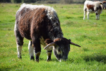 Cattle grazing