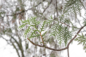 branches of fir on the street freezing winter covered with frost or snow