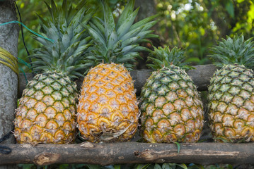 Fresh pineapple for sale in Guatemala, Ananas comosus.