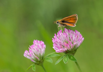 On a clover flower.Brightly orange butterfly sits on a pink flower of a clover.