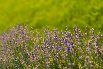 Flowers with violet petals on green grass landscape