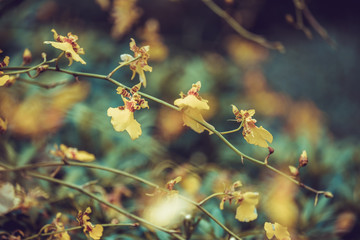Spring scenes of yellow oncidium orchid branch in the garden with abstract green soft vintage nature background
