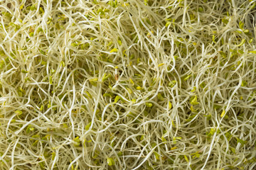 Raw Green Organic Alfalfa Sprouts