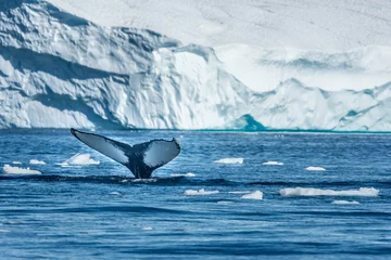 Fotobehang Humpback whales feeding among giant icebergs, Ilulissat, Greenland © Luis