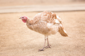 Cute turkey in poultry yard
