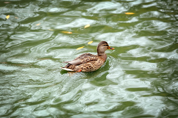 Cute duck swimming in pond