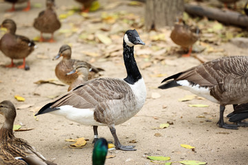 Canada goose and ducks in zoological garden