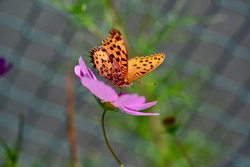 コスモスの寺とちょうちょ