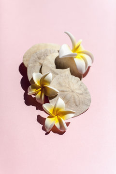 Tropical shells and coral with flowers on pink background