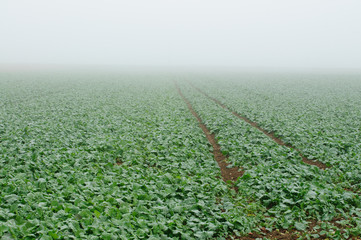 Rapsfeld im Nebel