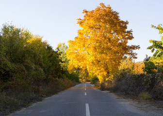 Obraz premium Autumn