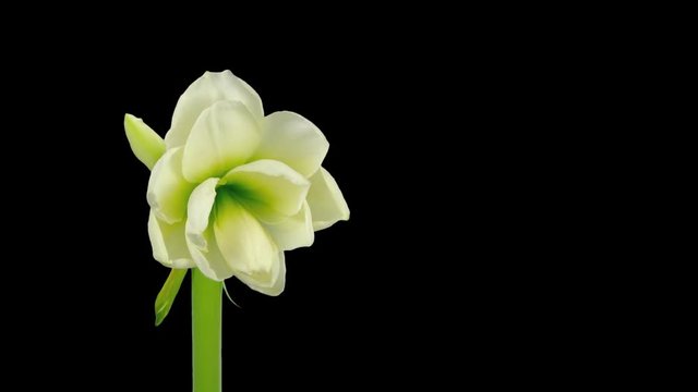 Time-lapse of opening white amaryllis Christmas flower 13x1 in PNG+ format with ALPHA transparency channel isolated on white background