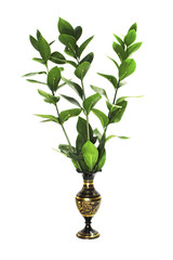 three green twigs with leaves in a small beautiful black with a gold vase pattern isolated on a white background